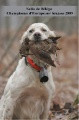 Setter Anglais SALTA DE BÉHIGO Setter Anglais SALTA DE BÉHIGO